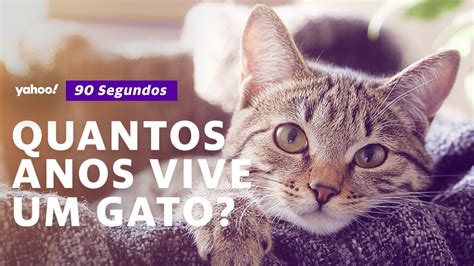 Quantos anos vive um gato: Guia completo para entender a expectativa de vida felina