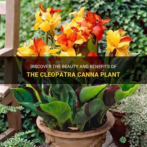 Queen Canna: The Regal Beauty of the Plant Kingdom