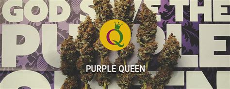 Queen Indica: The Majestic Cannabis Strain for Relaxation and Relief