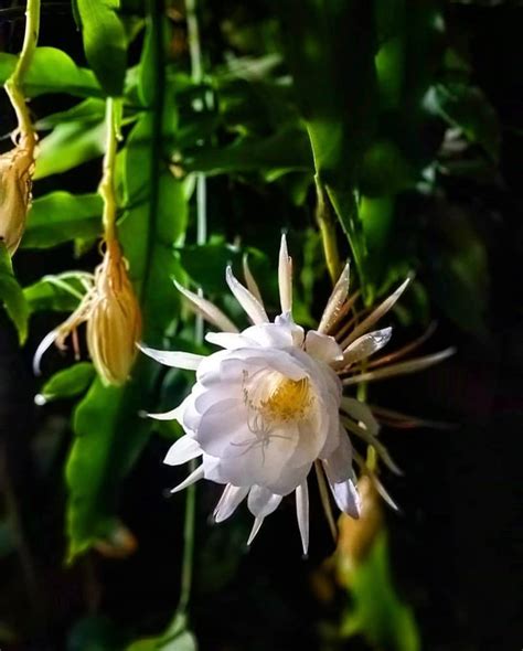 Queen of the Night flower (Epiphyllum oxypetalum)