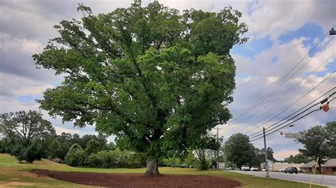 Quest White Oak: The Noble Tree with Unwavering Strength