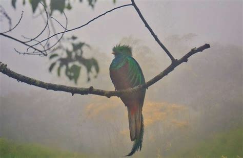 Quetzal Para Real: Unveiling the Symbol of Guatemalan Identity