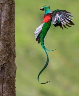 Quetzales to Us: The Enduring Symbol of Guatemala's Heritage and Resilience