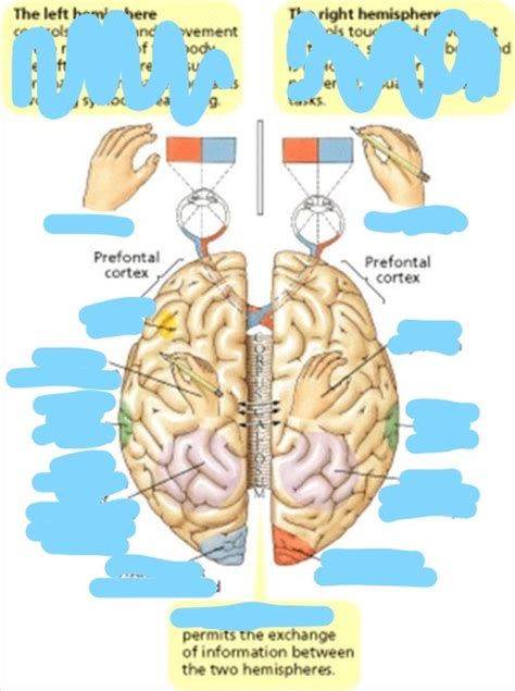 Quizlet AP Psych Unit 2 Test Bank: Ace Your Exam with Confidence