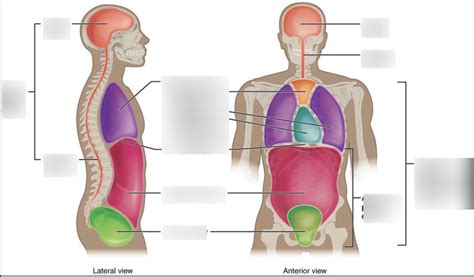 Quizlet Anatomy & Physiology: Conquer Medical Mastery with 10,000+ Quiz-tastic Facts