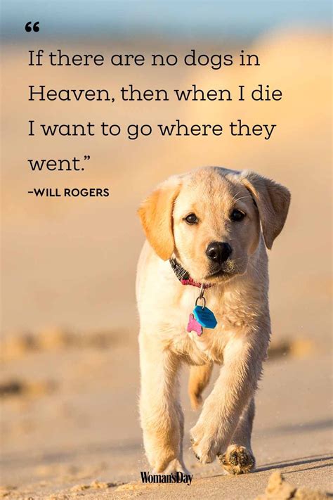 Quotes On Pets Funny Quotes On Pets