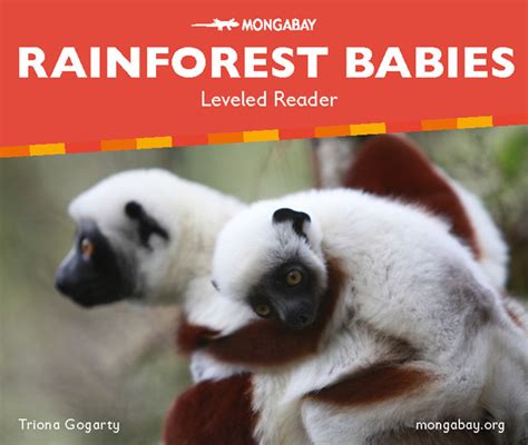 RAIN FOREST BABIES Ebook Kindle Editon