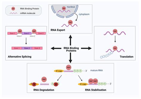 RNA Binding: