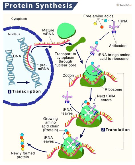 RNF14FTD10R0: Unraveling the Enigma of Protein Synthesis