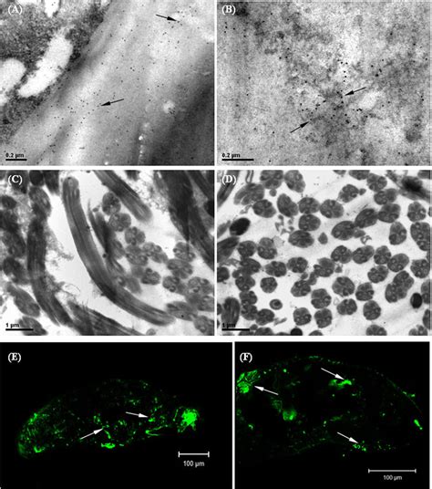 RNP Particles PDF