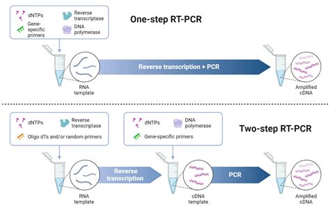 RT-PCR Protocols Epub