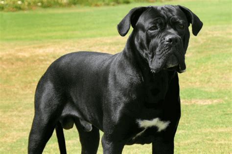 Raças Cão de Guarda: Gigantes Protetores para o Seu Lar