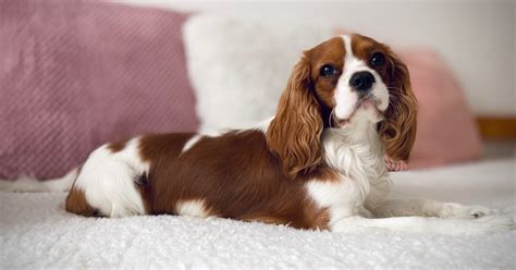 Raças Populares de Cães Pequenos de Pelo Curto