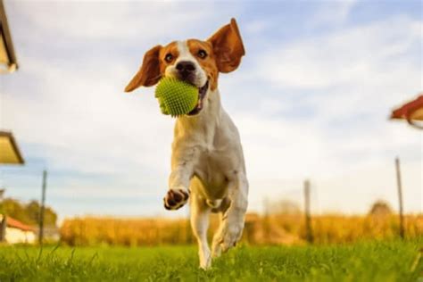 Raças de Cães Grandes: Guia Completo para Donos Exigentes