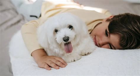 Raças de Cachorro Pequeno: Guia Completo para Escolher o Companheiro Ideal