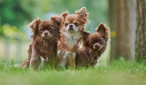 Raças de Cachorro Pequenos: Guia Completo para Escolher o Companheiro Perfeito