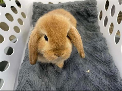 Rabbit Adoption Near Me: Your Complete Guide to Finding Your Hoppy Companion