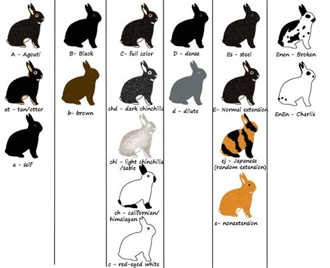 Rabbit Color Chart