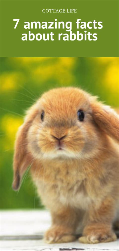 Rabbits Amazing Pictures And Fun Facts About Rabbits