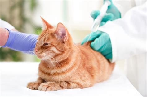 Rabies Injection for Cats: Everything You Need to Know