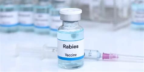 Rabies Injection for Dogs: Prevention is Key with 5,000 Annual Deaths