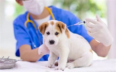 Rabies Vaccine Near Me: Everything You Need to Know