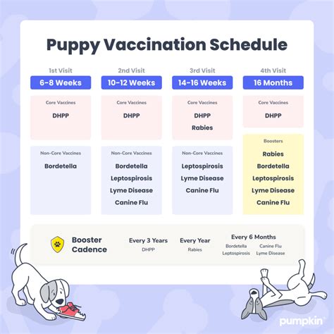 Rabies Vaccine for Dogs: An Essential 5-Step Guide