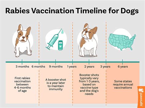 Rabies Vaccine for Dogs Near Me: 3 Simple Steps to Protect Your Furry Friend