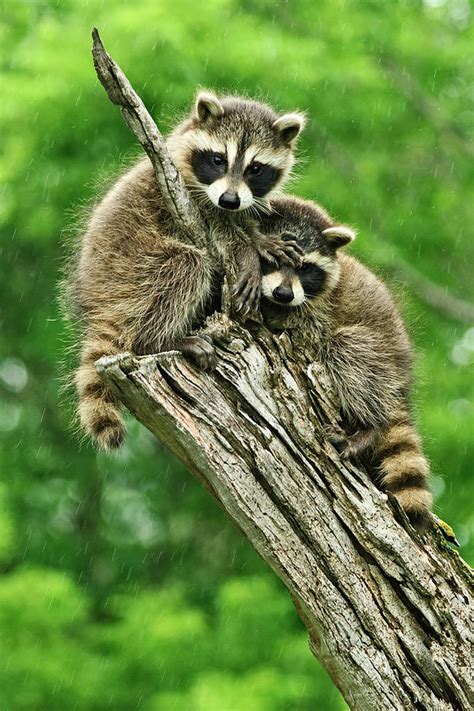 Raccoon Cubs Epub