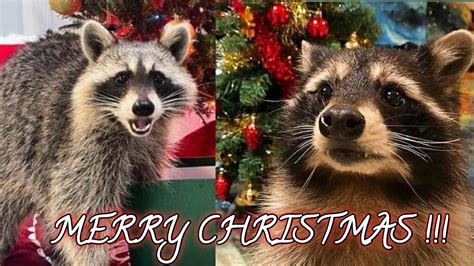 Raccoon Gifts: The Ultimate Guide to Finding the Perfect Present for Raccoon Lovers