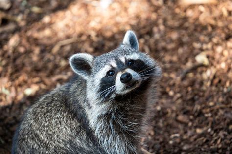 Raccoons: A Comprehensive Guide for Coexistence