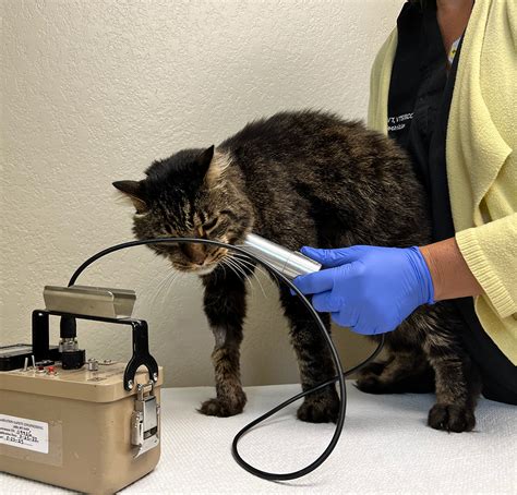 Radioactive Iodine Therapy for Cats: A Comprehensive Guide