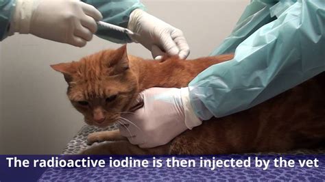 Radioactive Iodine Therapy for Cats Near Me: The Ultimate Guide