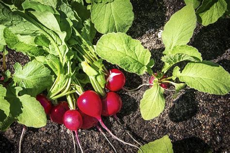 Radish Fertilizer: The Ultimate Guide to Feeding Your Speedy Sprouts