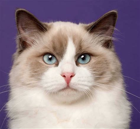 Ragdoll cat