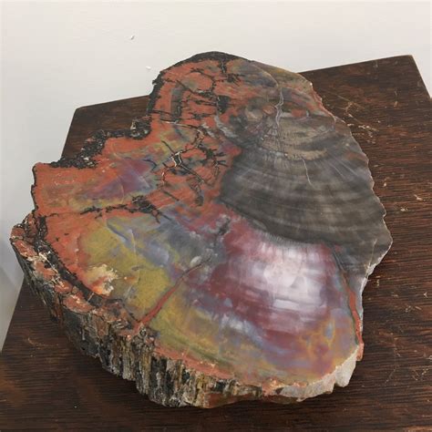 Rainbow Petrified Wood: A Rainbow Trapped in Stone