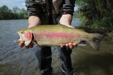 Rainbow Trout: