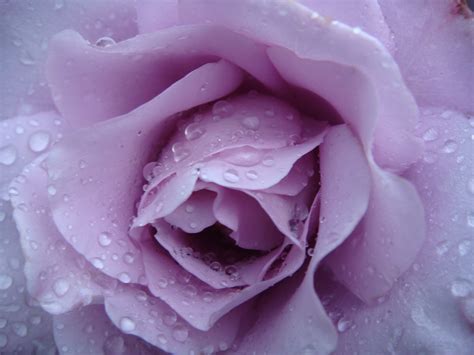 Raindrops On Roses Garden of Love Volume 10 Epub
