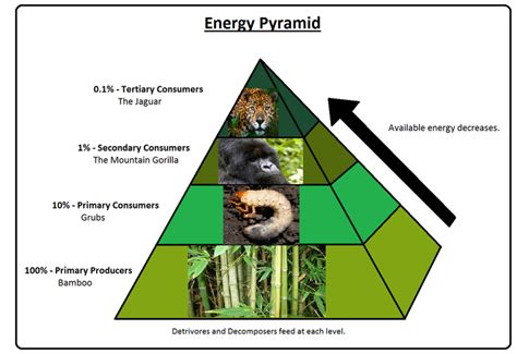 Rainforest Energy Pyramid: Unraveling the Delicate Balance