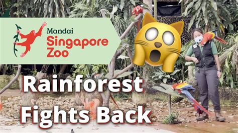 Rainforest Fights Back: