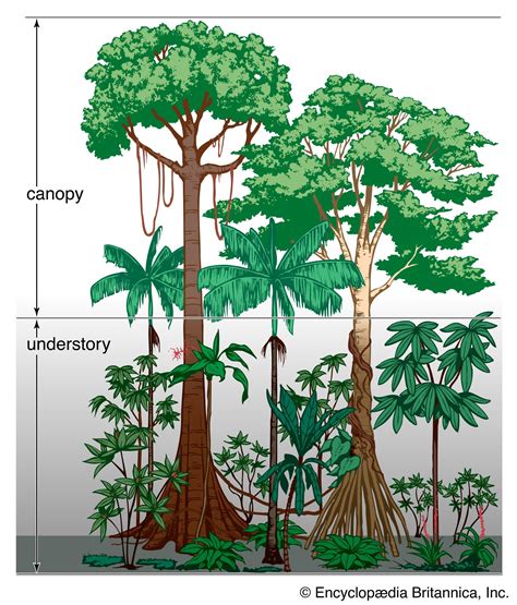 Rainforest Resonances