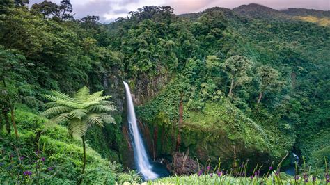 Rainforest in Costa Rica: A Biodiversity Extravaganza