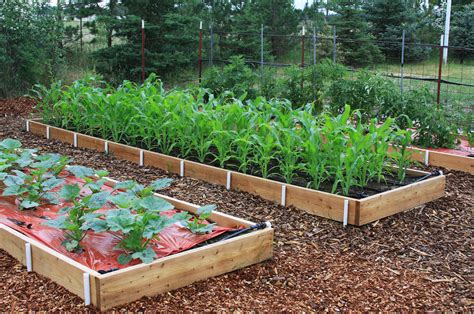 Raised Bed Fertilizer: The Ultimate Guide to Growing Bountiful Vegetables