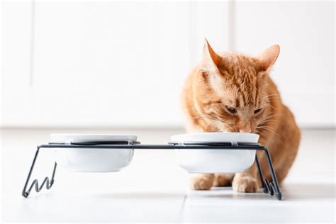 Raised Cat Food Bowls: A Comprehensive Guide for 2025