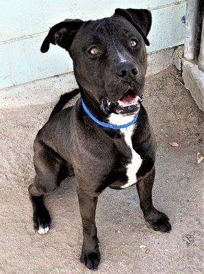 Ramona Animal Shelter San Jacinto CA (10,000+ Characters)