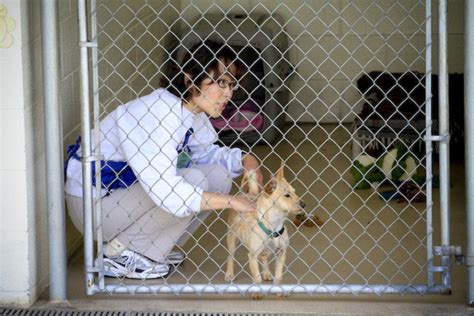 Rancho Coastal Animal Shelter Encinitas: A Haven for Furry Friends