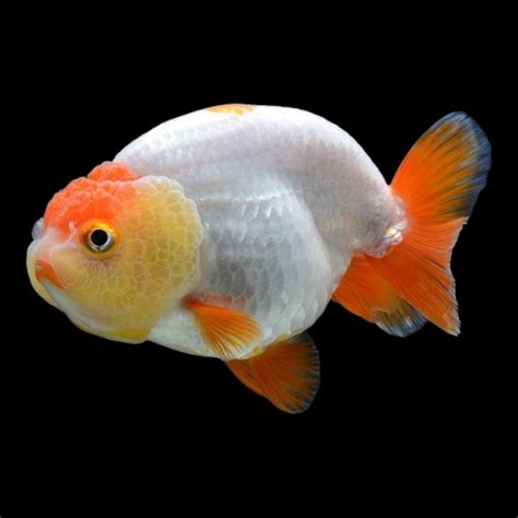 Ranchu Goldfish: The Enchanting "King of Ornamental Fish"