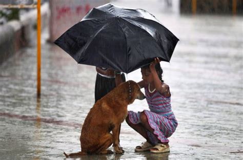 Random Acts of Kindness by Animals Reader