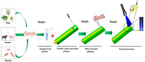 Rapid Detection: