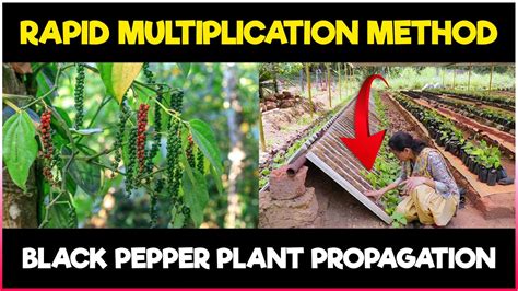 Rapid Propagation: